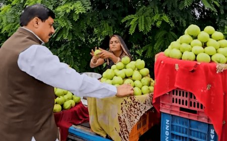 मध्य प्रदेश के सीएम मोहन यादव छांट-छांट कर अमरूद ले रहे  सोशल मीडिया पर खूब वायरल