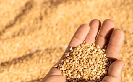 उत्तर प्रदेश में गेहूं का समर्थन मूल्य घोषित- ₹2425/क्विंटल से खरीद होगी.17 मार्च 2025 से 15 जून 2025 तक 6500 क्रय केंद्र स्थापित किये जायेंगे