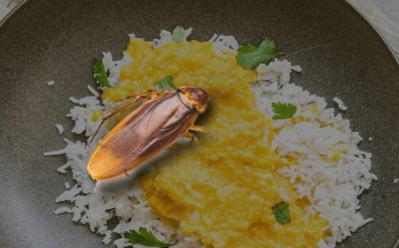 होटल फोर सीजन से स्विगी के माध्यम से मंगाया खाने में निकला कॉकरोच, युवक की हालत बिगड़ी