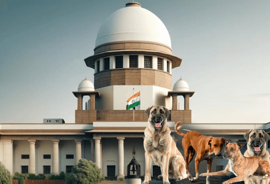 सुप्रीम कोर्ट के आदेश से दिल्ली और एनसीआर में डॉग लवर्स और स्ट्रे डॉग्स को कंट्रोल करने वालों के बीच खड़ी हुई दीवार! डॉग लवर्स ने दिये सुझाव